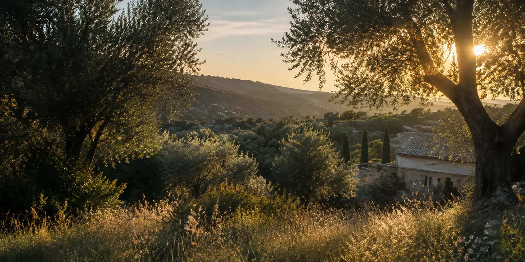 Oliveraie au soleil couchant dans un paysage méditerranéen